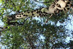 Zanthoxylum rhoifolium