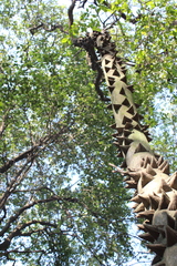 Zanthoxylum rhoifolium