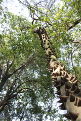 Zanthoxylum rhoifolium