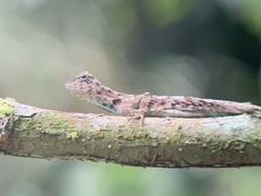 Draco sumatranus