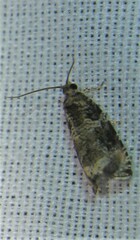 Olethreutes appendiceum