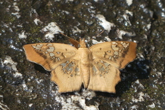 Ctenoptilum vasava