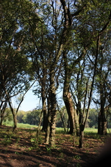 Zanthoxylum rhoifolium