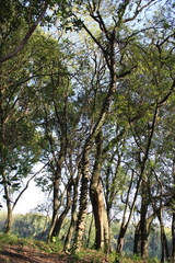 Zanthoxylum rhoifolium