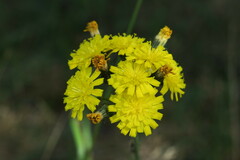 Pilosella caespitosa