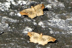 Ctenoptilum vasava