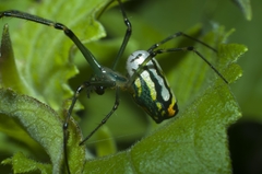 Leucauge argyrobapta