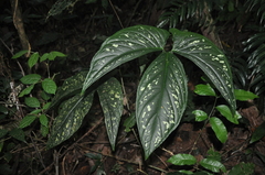 Chlorospatha mirabilis