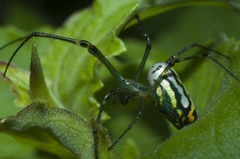 Leucauge argyrobapta