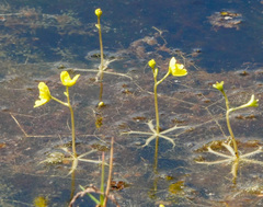 Utricularia radiata