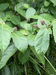 Ficus coronata
