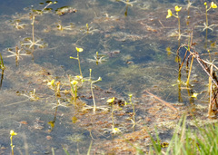 Utricularia radiata