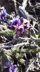 Gompholobium confertum