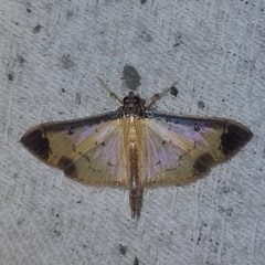 Eulepte