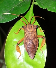 Melucha quadrivittis