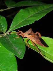 Melucha quadrivittis