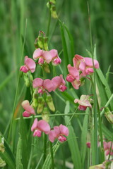 Lathyrus sylvestris