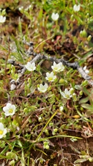 Sabulina californica