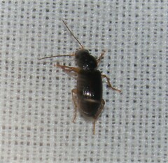 Stenolophus ochropezus