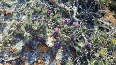 Gompholobium confertum