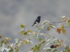 Diglossa lafresnayii