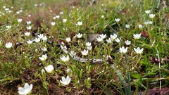 Sabulina californica