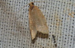 Psilocorsis reflexella