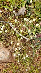 Sabulina californica