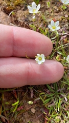 Sabulina californica