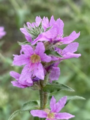 Lythrum salicaria