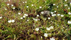 Sabulina californica