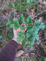 Tauschia hartwegii