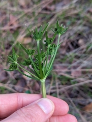 Tauschia hartwegii