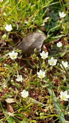 Sabulina californica
