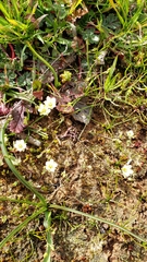 Sabulina californica