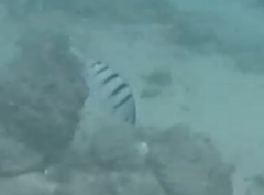 Abudefduf abdominalis