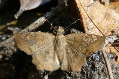 Ctenoptilum multiguttata