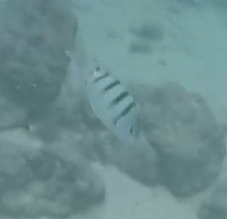 Abudefduf abdominalis