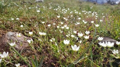 Sabulina californica
