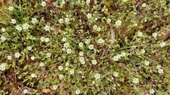 Sabulina californica
