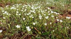 Sabulina californica