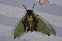 Callambulyx kitchingi