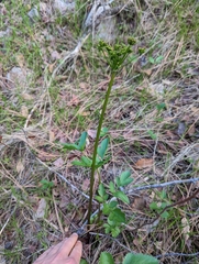 Tauschia hartwegii