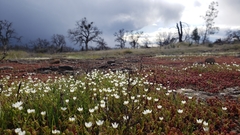 Sabulina californica