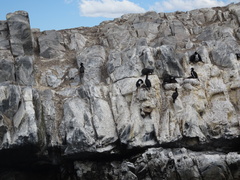 Leucocarbo magellanicus