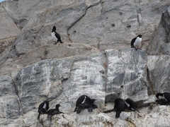 Leucocarbo magellanicus