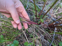 Tauschia hartwegii