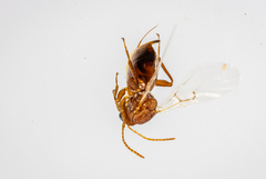 Callirhytis quercusoperator