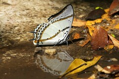 Polyura nepenthes