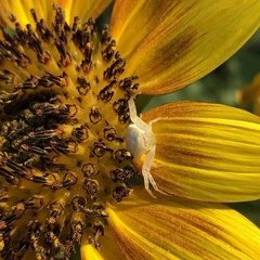 Thomisus spectabilis